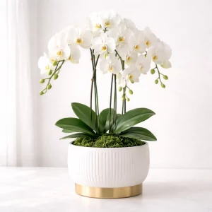 Orquídeas