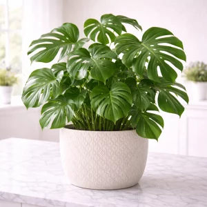 Plantas verdes