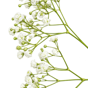 Ejemplo de composición con Paniculata