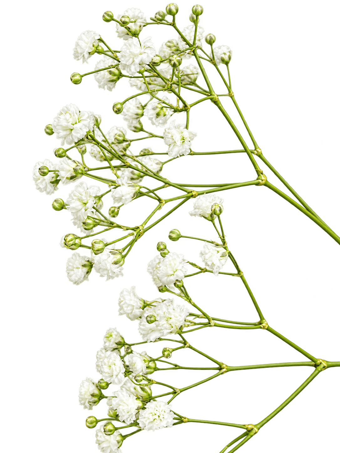 Paniculata suelta sin preparar