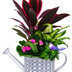 Regadera de plantas