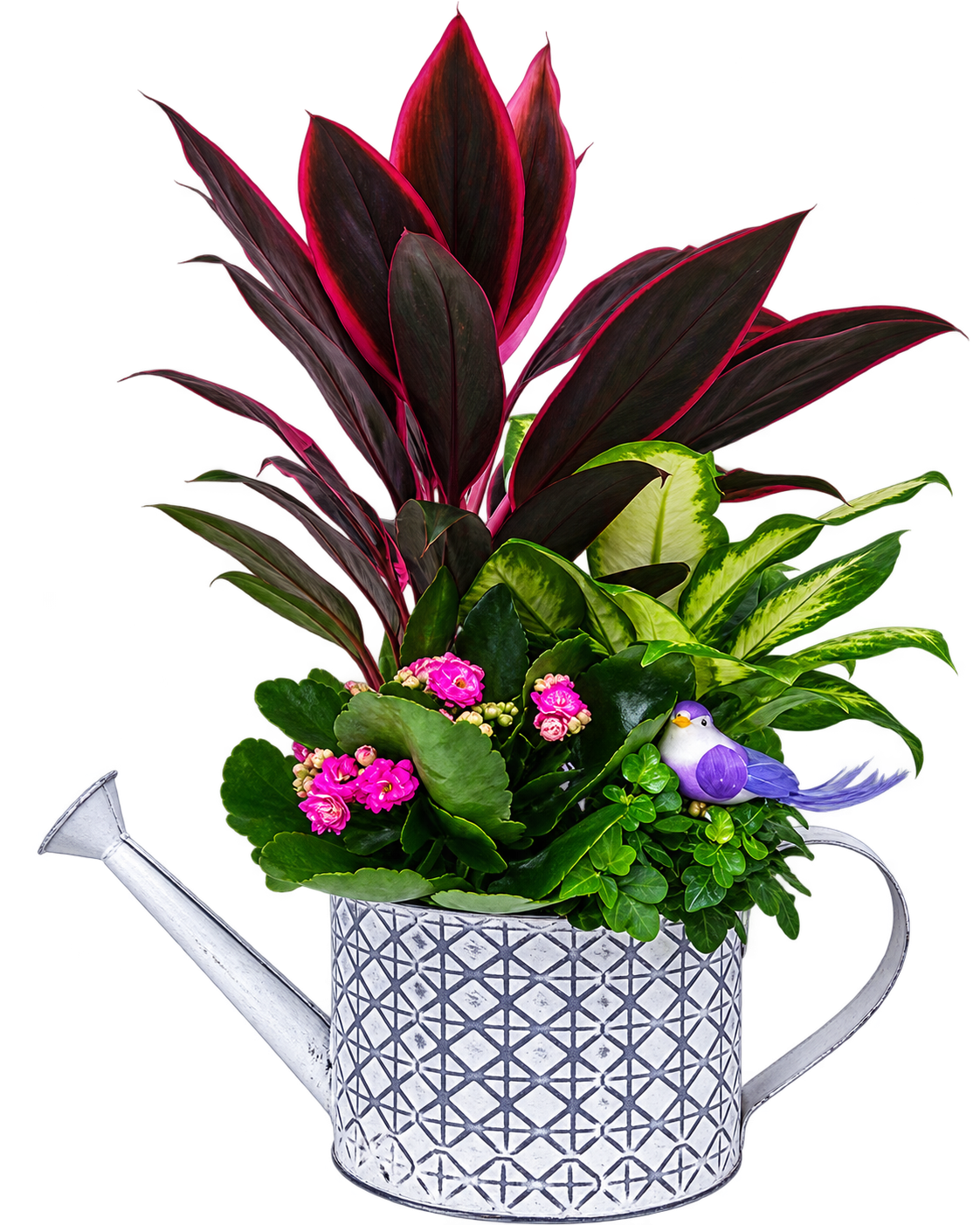 Regadera de plantas
