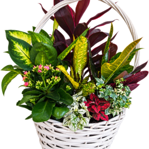 Cesta blanca de plantas