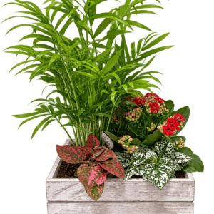 Jardinera de madera con plantas