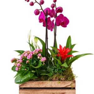 Composición de orquídea morada