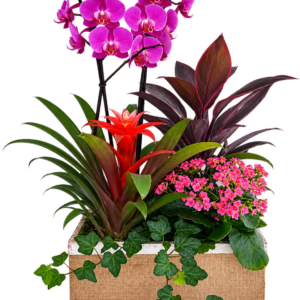 Composición de plantas con orquídea morada