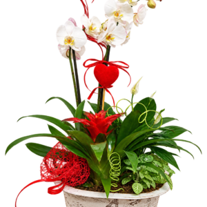 Composición de orquídeas blancas
