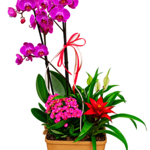 Composición de orquídeas moradas