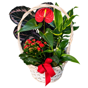 Cesta de anturio rojo