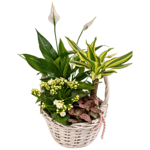 Cesta de plantas verdes