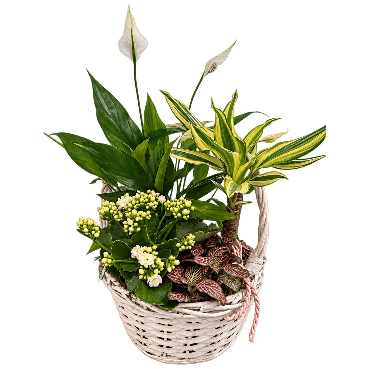 Cesta de plantas verdes
