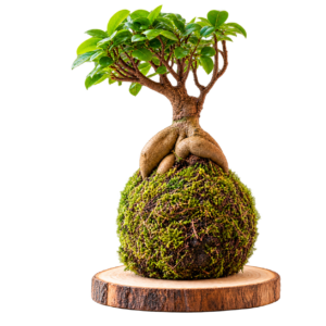 Bonsái en kokedama