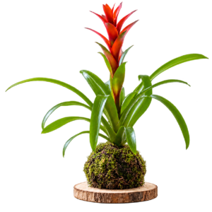 Bromelia roja en kokedama