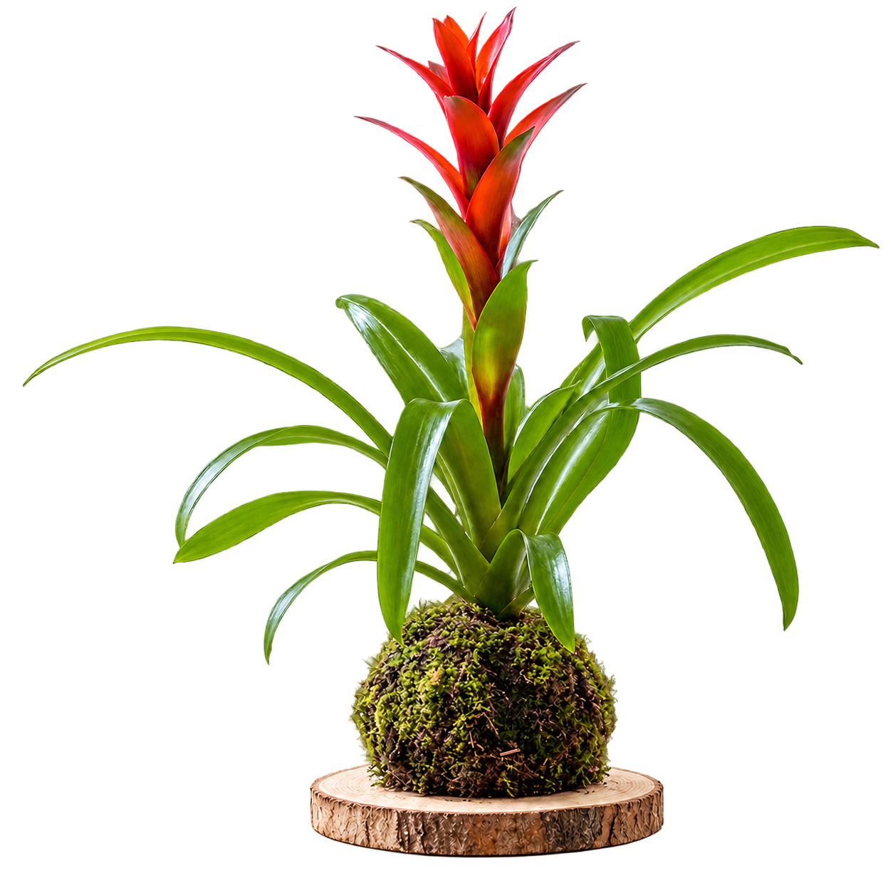 Bromelia roja en kokedama