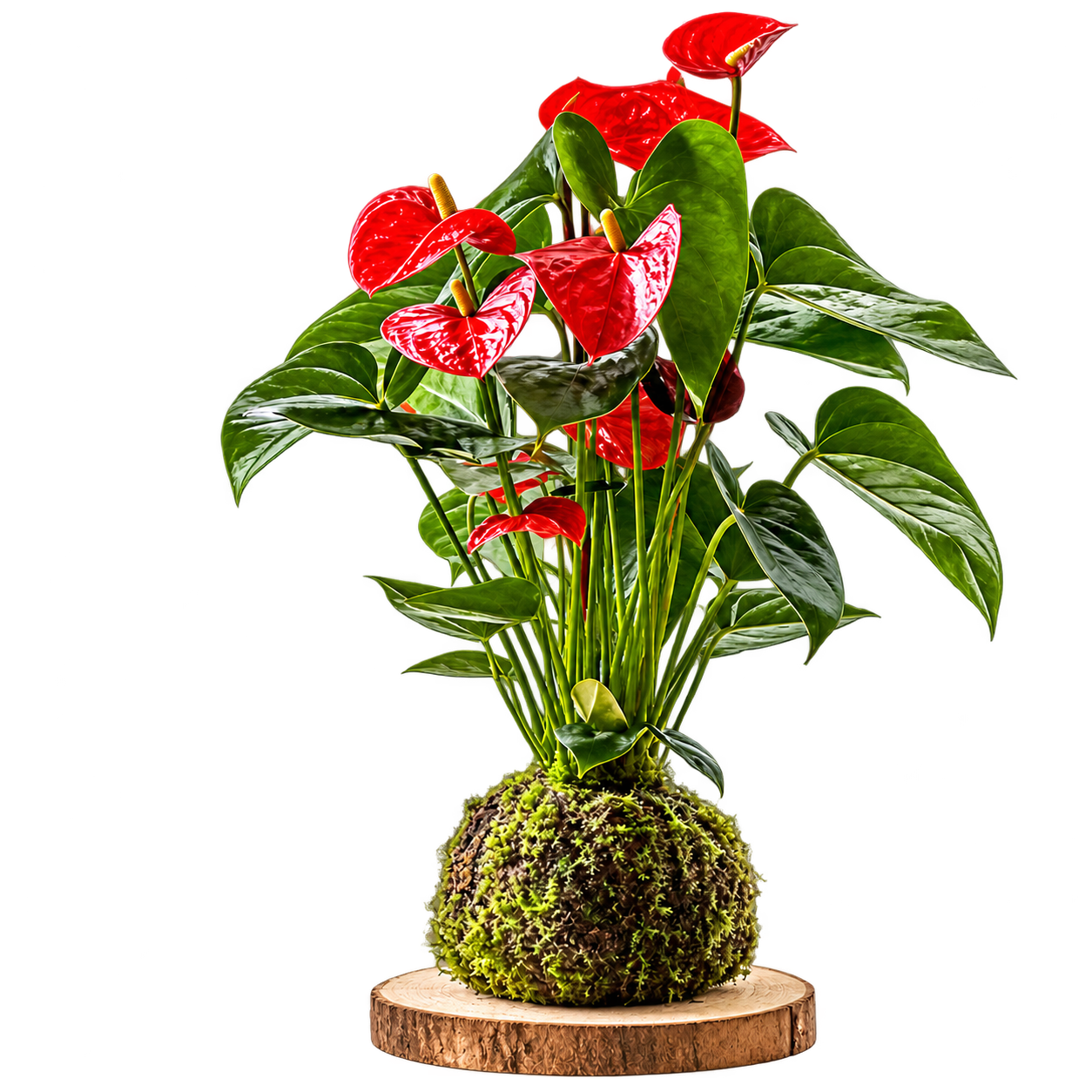 Anturio en kokedama