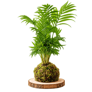 Palmera en kokedama