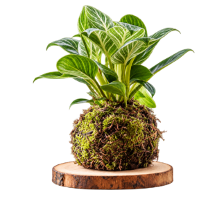 Planta variegada en kokedama