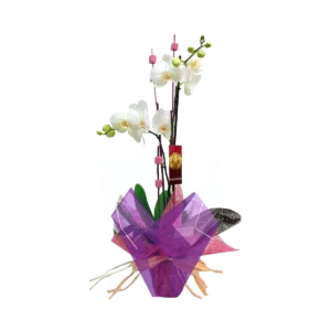 Orquídea blanca