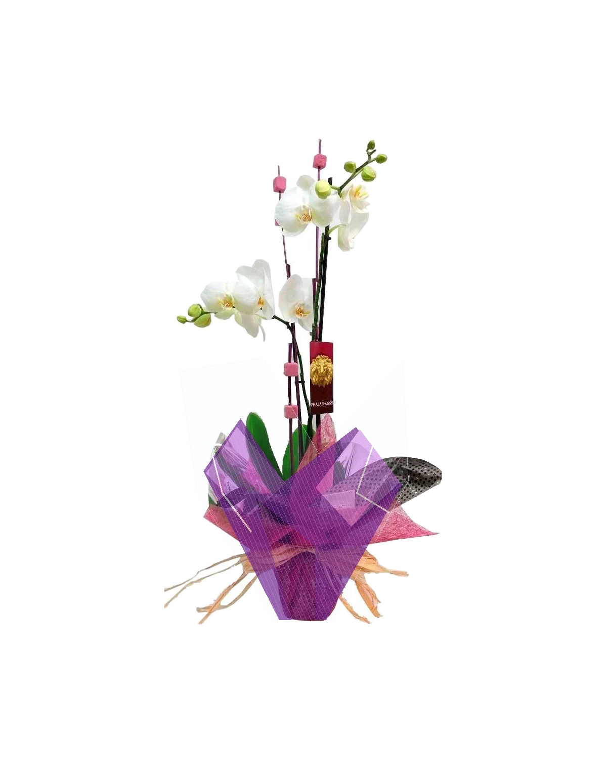 Orquídea blanca