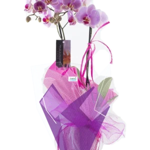 Orquídea lila
