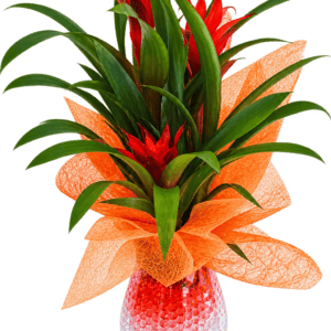 Bromelia roja