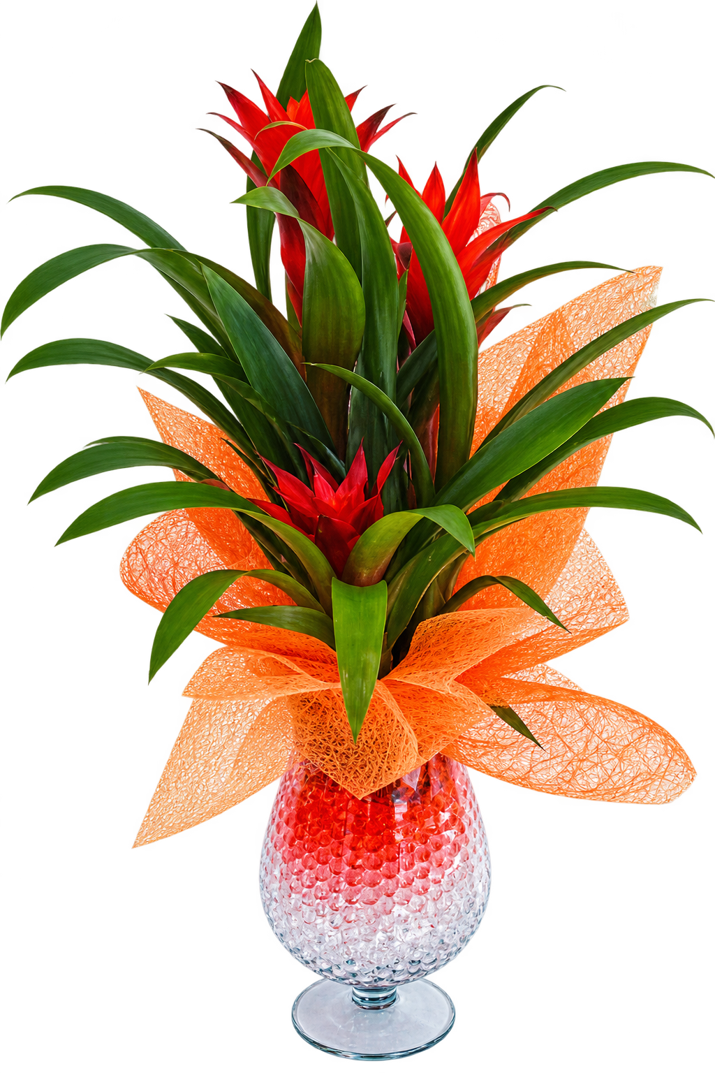 Bromelia roja