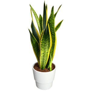 Sansevieria en maceta blanca