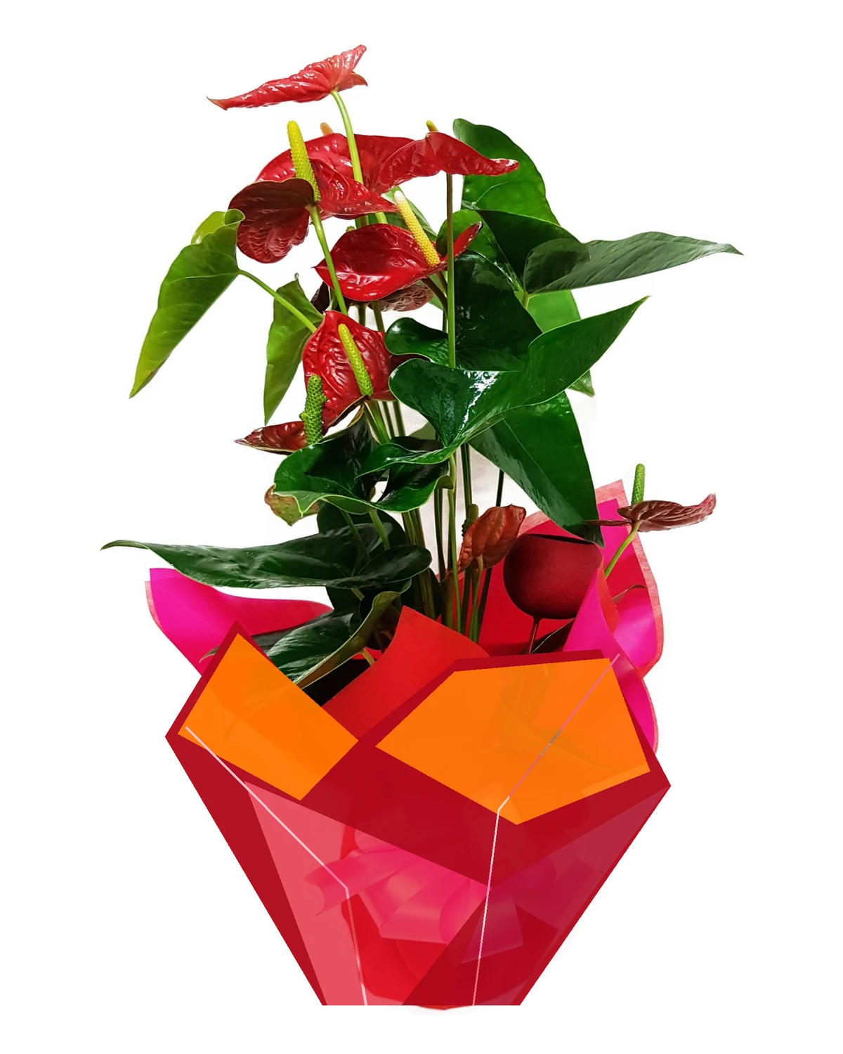 Anturio rojo