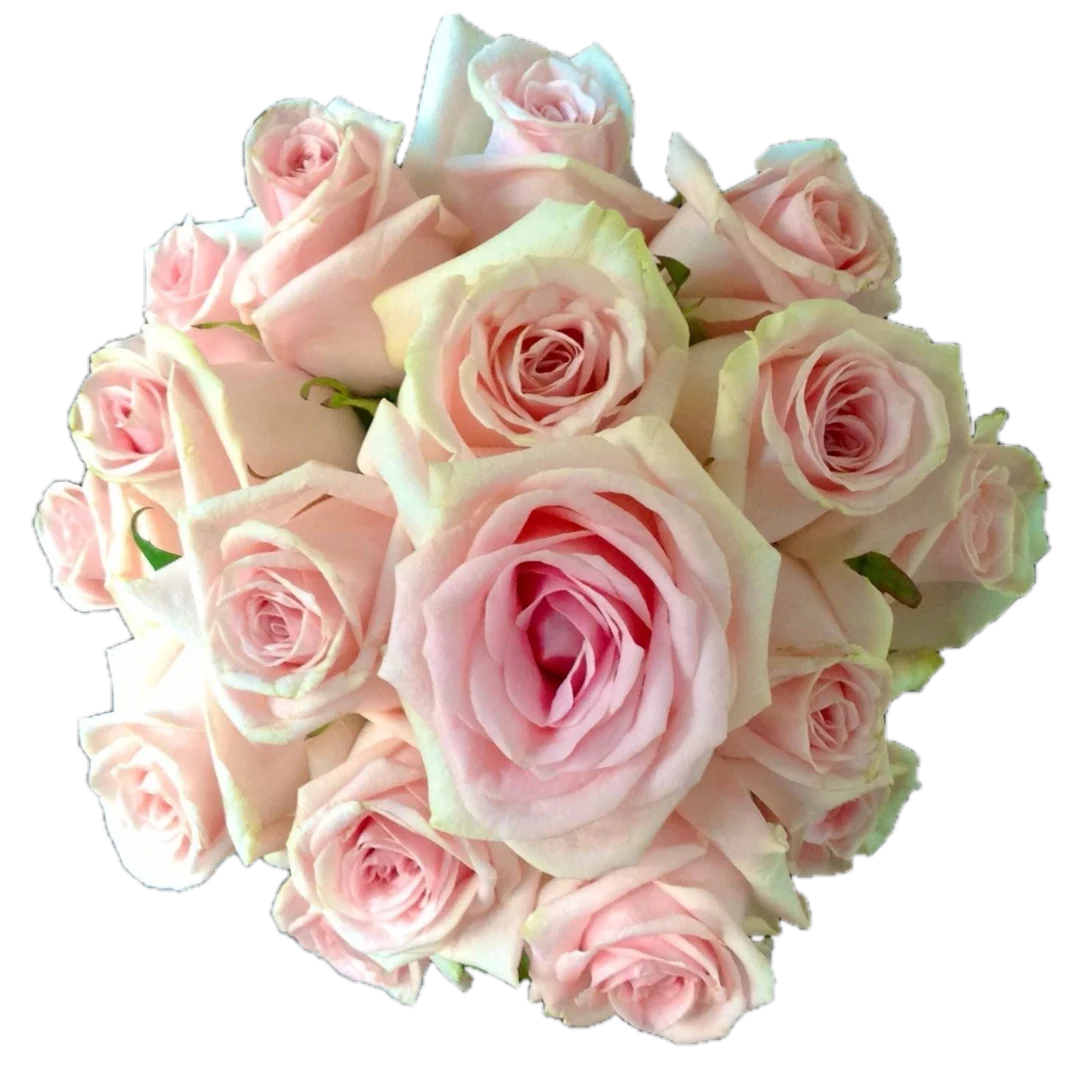 Ramo de novia · Rosas rosa suave · modelo 28