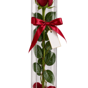 Rosa preservada Premium
